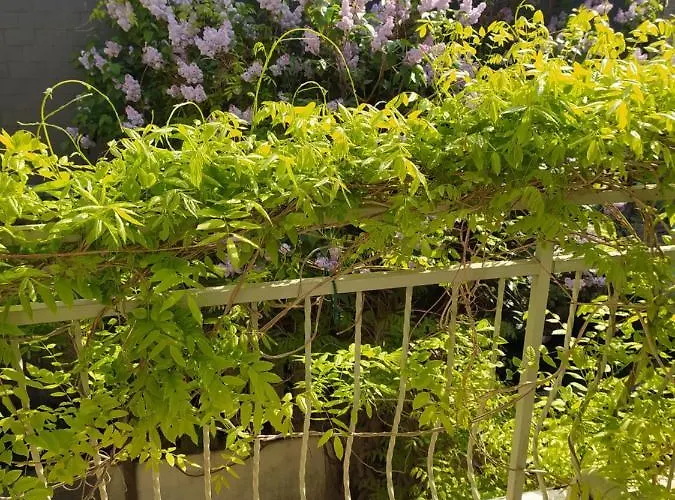 La Glycine Hypercentre Et Confort * Deauville